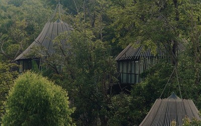 Tree Pool House