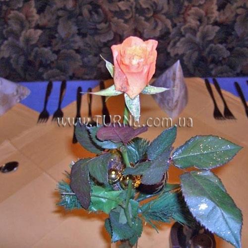 Фото Pension Tasma пансионат