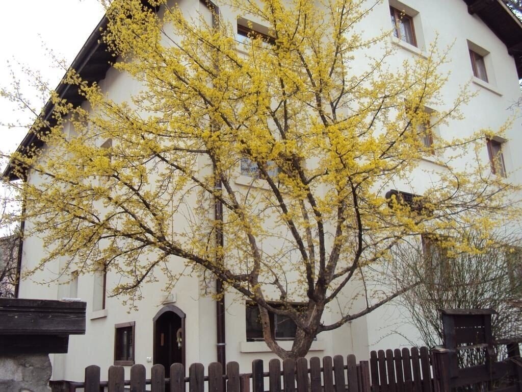 Sema 3* суреті