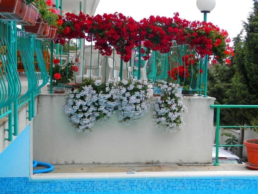 Zora 2* суреті