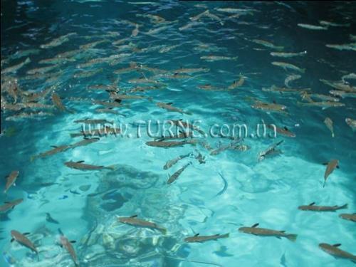 Hilton Bora Bora Nui Resort 5* фотосуреті