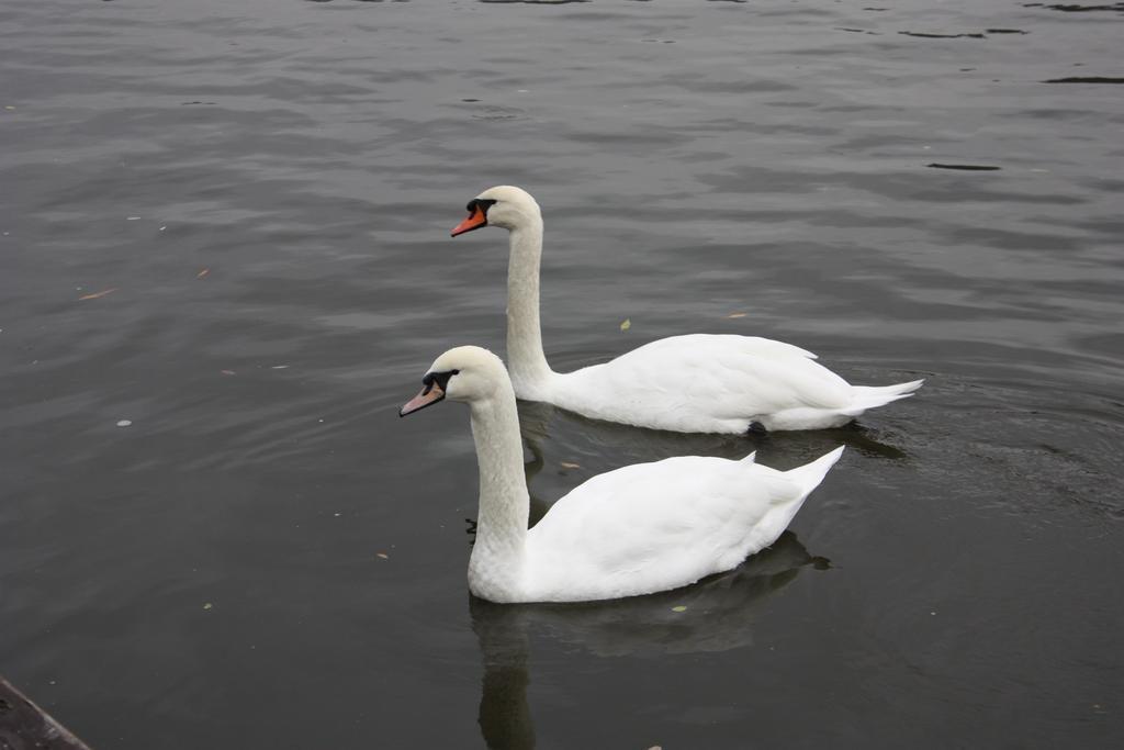 Изображение Botel Racek 3*