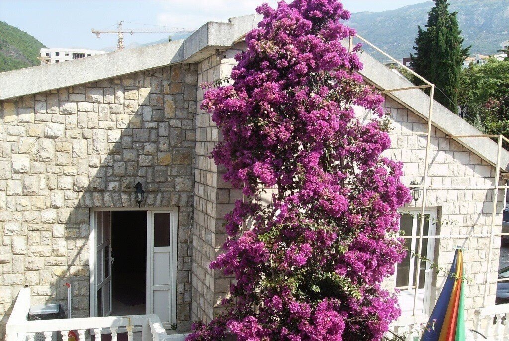 Djordjevic Apartments 1* қонақ үйі