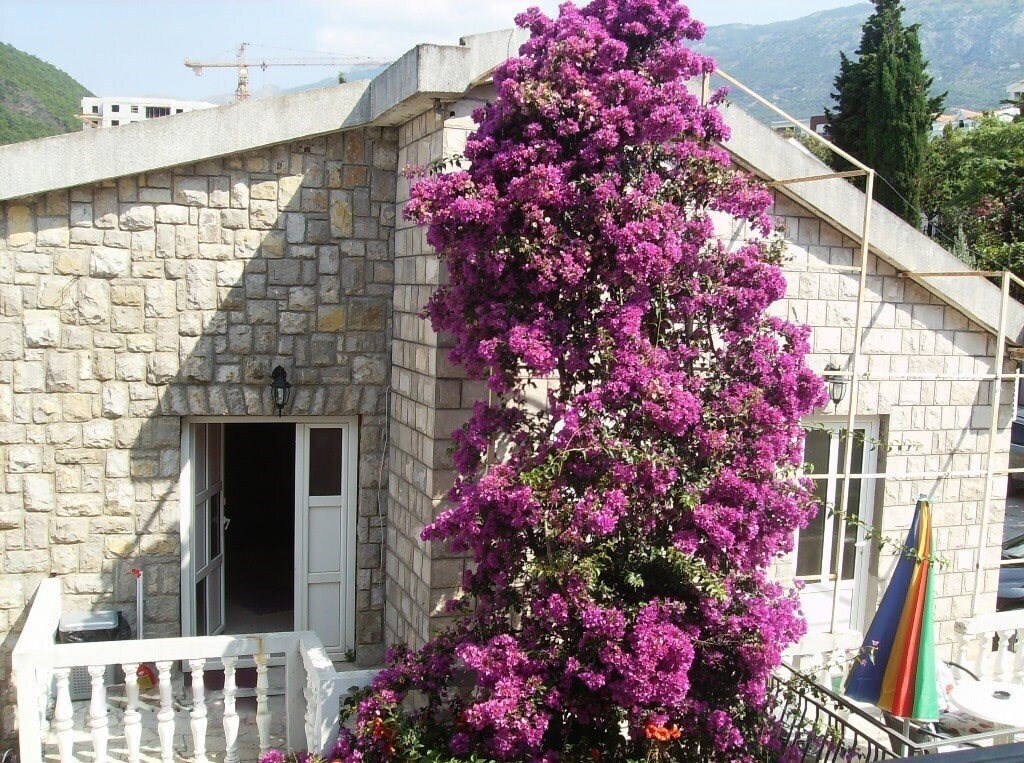 Отель Djorjevic Villa 3*