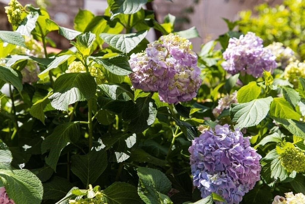 APARTMENTS KALA VERDE (ex. Nikolic ) 3* фотосуреті