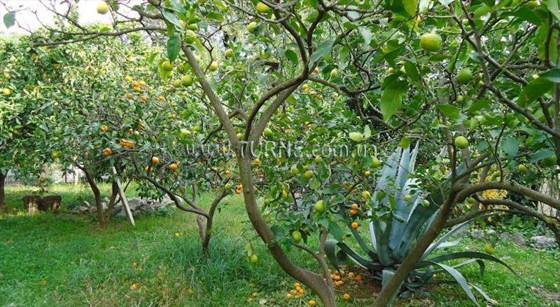 Apartament Knezevic 4* фотосуреті