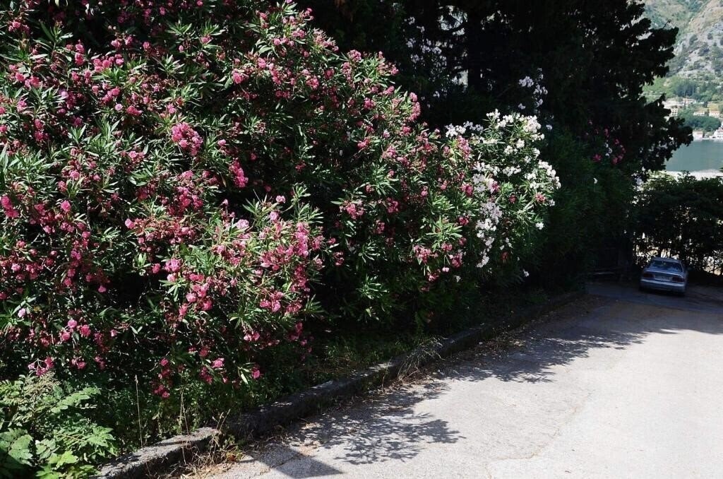 Garden 4* фотосуреті