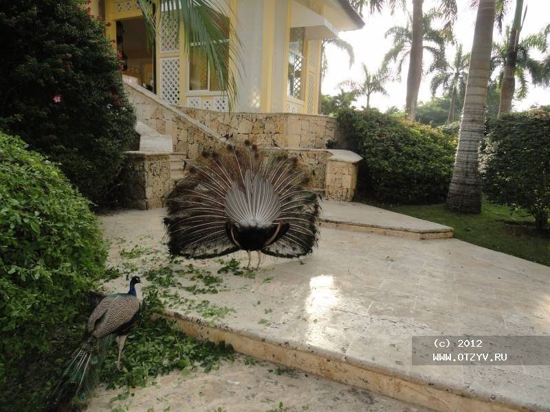 Barcelo Capella Beach 4* суреті