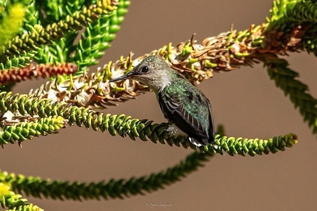 Mt Plaza Brisas 3* суреті