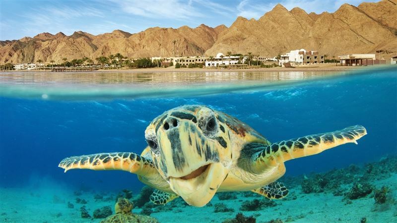 Отель Tez Express 4* Aqua Park Beach Resort Hrg 4 * 4*