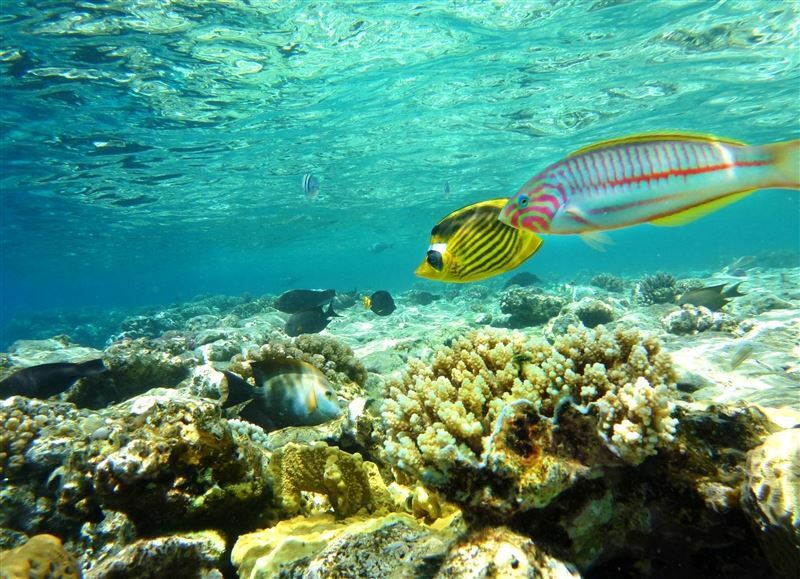 Картинка Tez Express 4* Aqua Park Beach Resort Hrg 4 * 4*