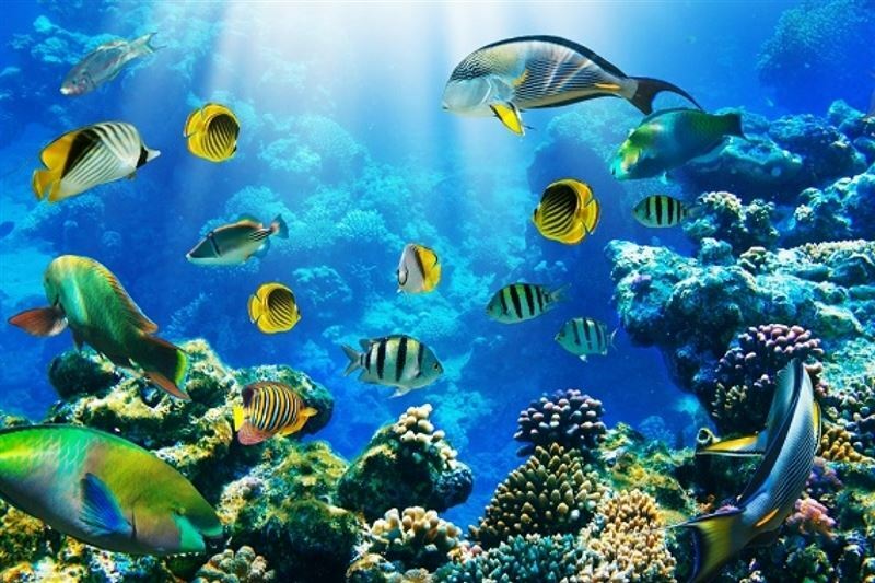 Tez Express 5* Aqua Park Resort Hrg 5* суреті