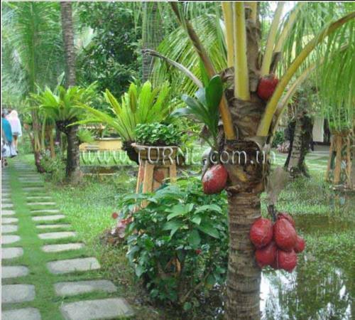 Изображение Red Coconut Beach Resort 4*