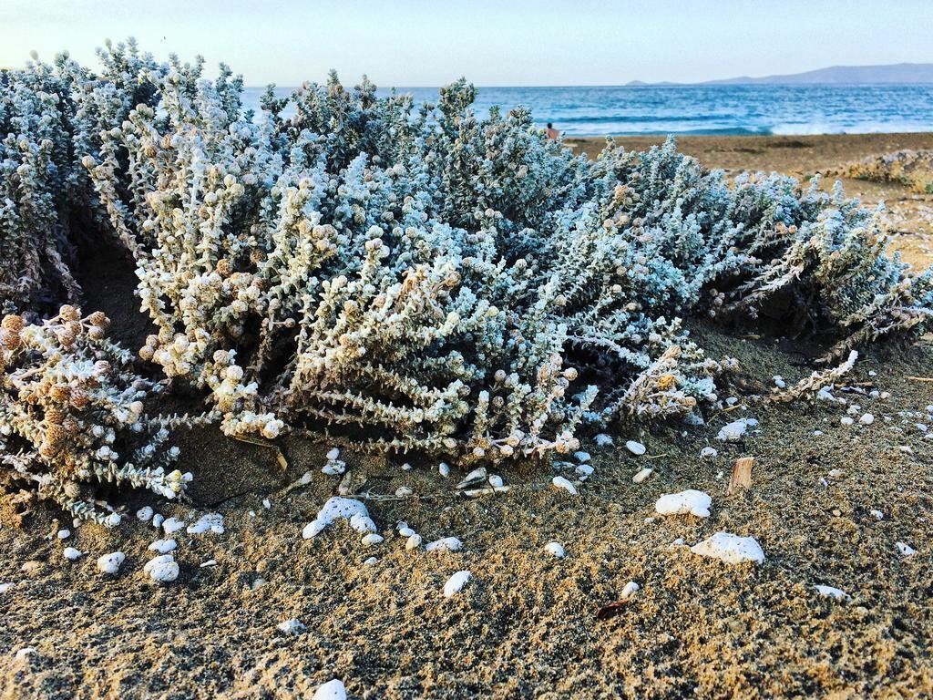 Aks Minoa Palace 4* фотосуреті