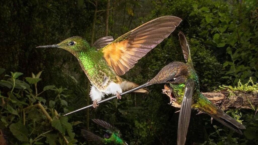 Naturist Angel Club Hotel 3* суреті