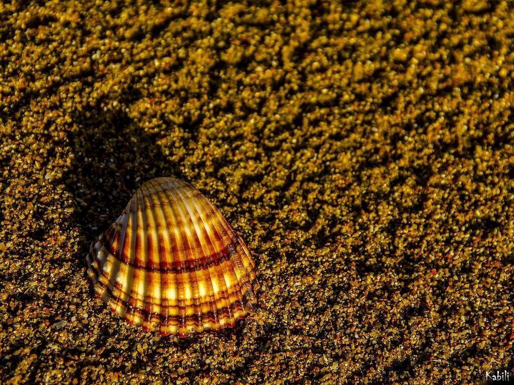 Brati II Beach Hotel 2* суреті