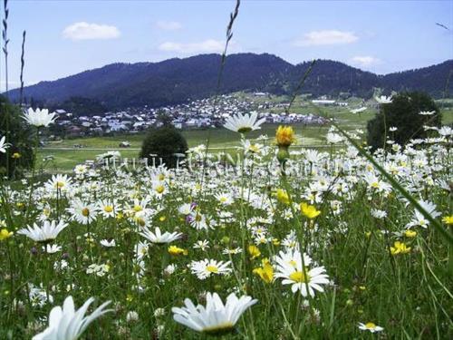 Golden Fleece 5* қонақ үйі