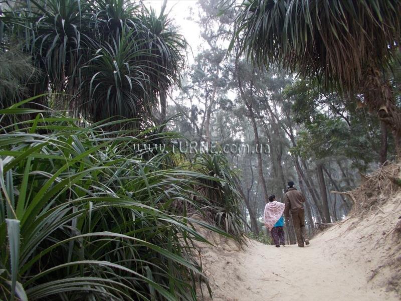 Morjim Laxmi Resort 2* суреті