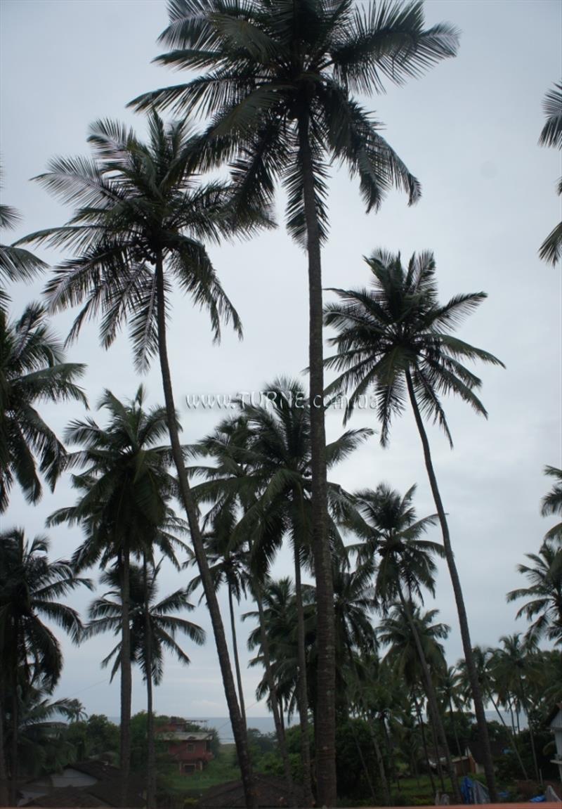 Shiva Seaside 1* суреті