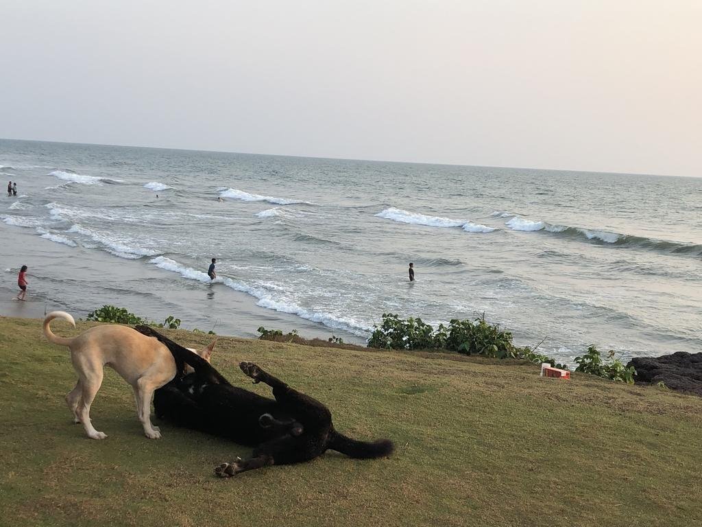 Rocco Ashvem Goa 3* суреті