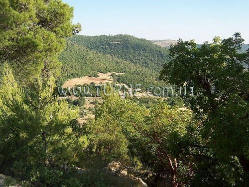 Фотография Ajloun Forest Reserve 3*