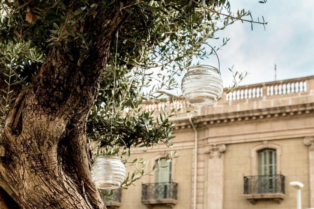 Изображение Oasis 3*