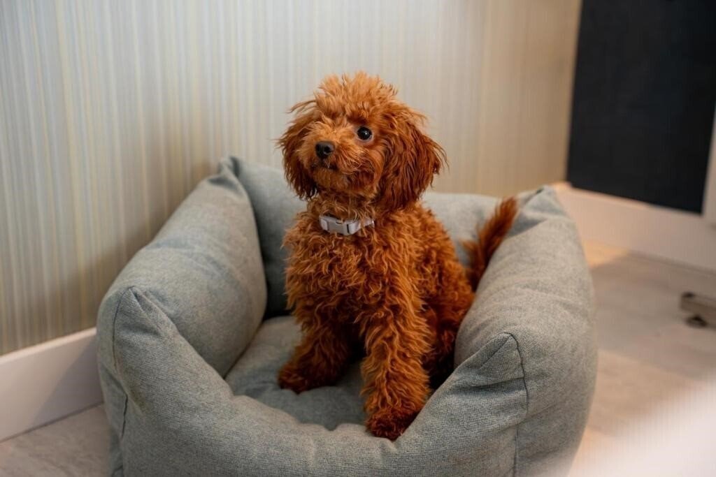 Malaga Nostrum 3* суреті