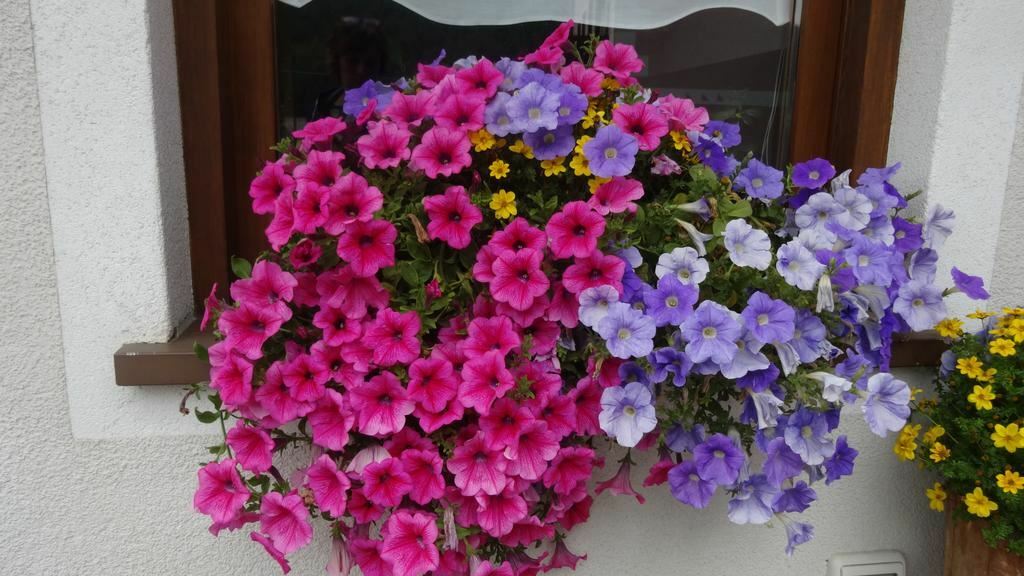 Фото Garni Gimea 2*