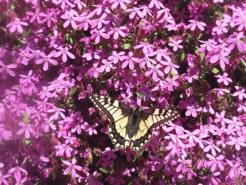 Garni Gimea 2* суреті