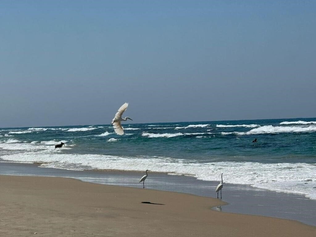 Leonardo Suite Tel Aviv Bat Yam (ex. Mercure Suites Bat Yam) 4* суреті