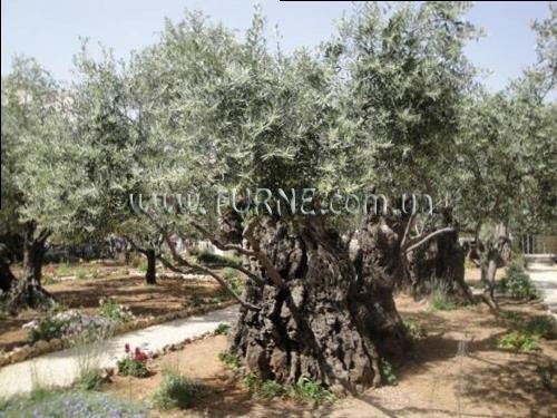Отель Mount Of Olives 3*