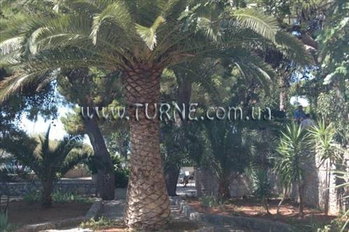 Картинка Sveti Kriz Bol 3*