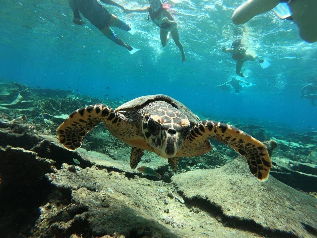 White Sand Lodge Guest House 1* суреті