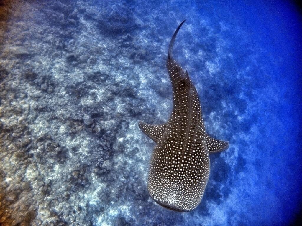 Athiri Beach 3* суреті