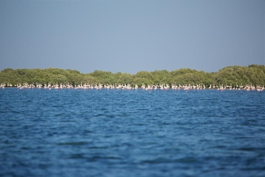 Изображение Flamingo Beach Resort 3*