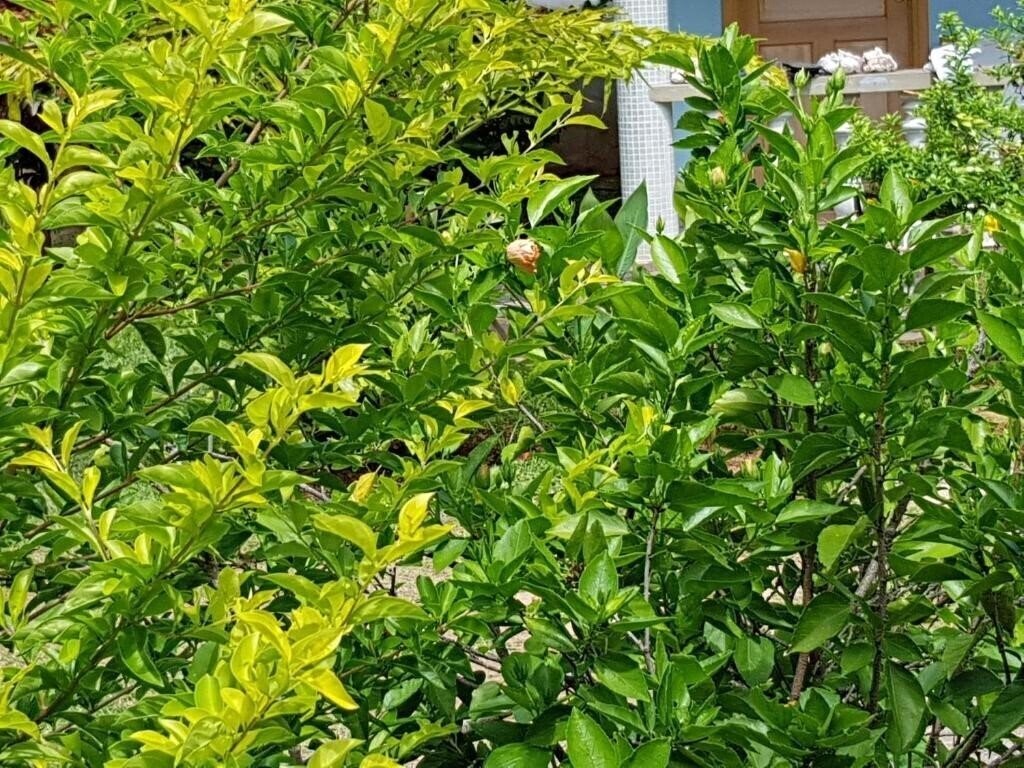 Island Bungalow 3* суреті