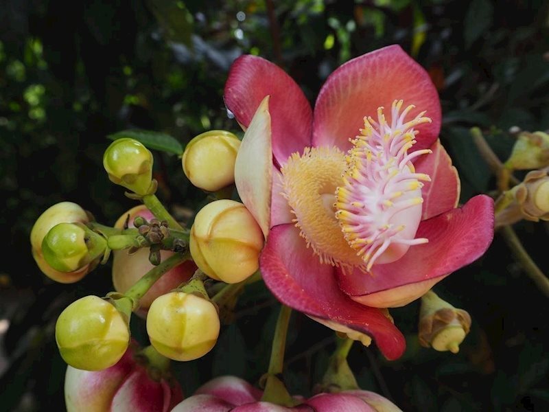 Baanpanwa Resort 3* суреті