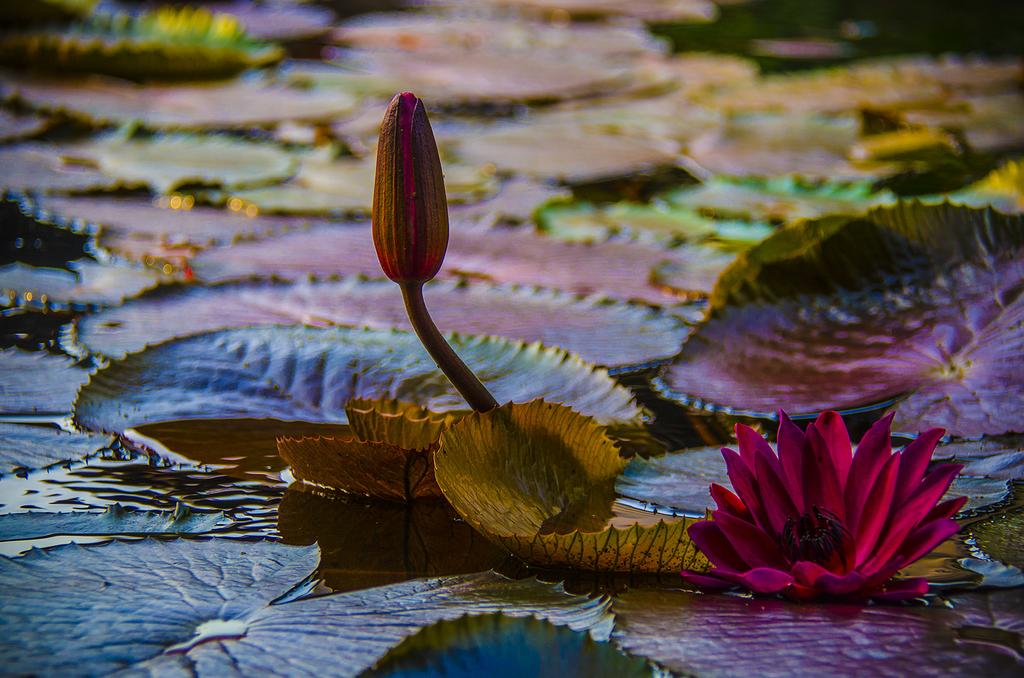 Bhundhari Spa Resort & Villas Samui 4* суреті