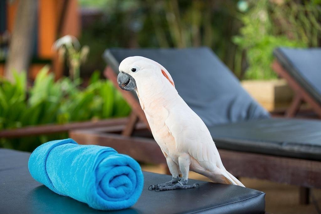 Pinnacle Samui Resort & SPA 3* суреті