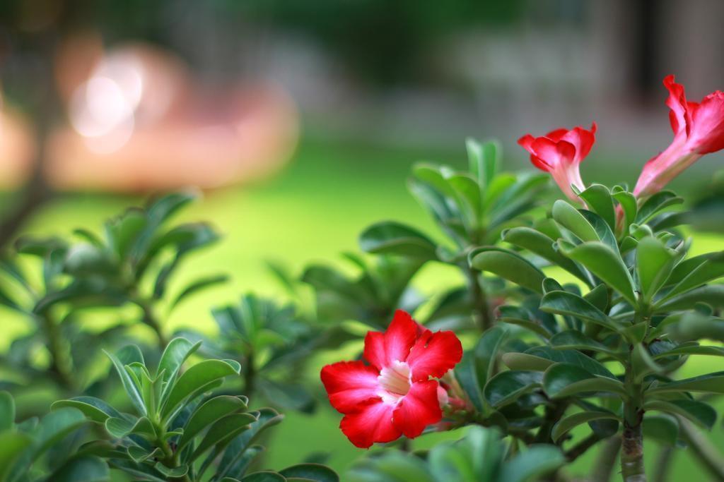 Tropicana Pattaya 3* фотосуреті