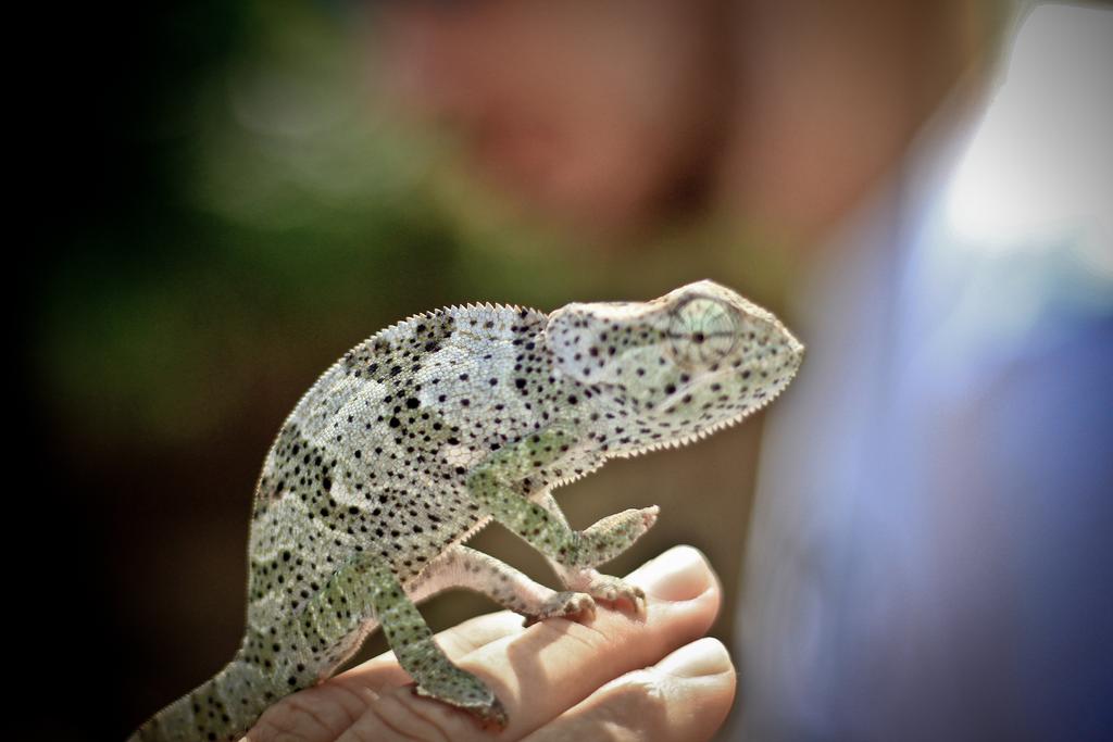 Фото Palumboreef Beach Resort 3*