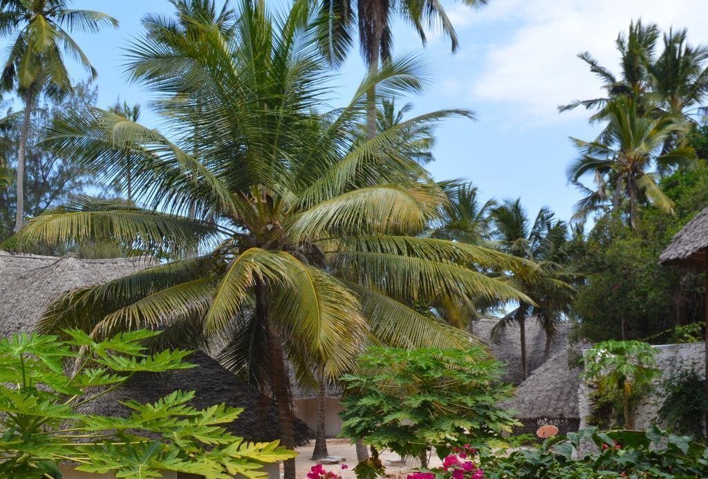 Coral Reef Resort 3* суреті