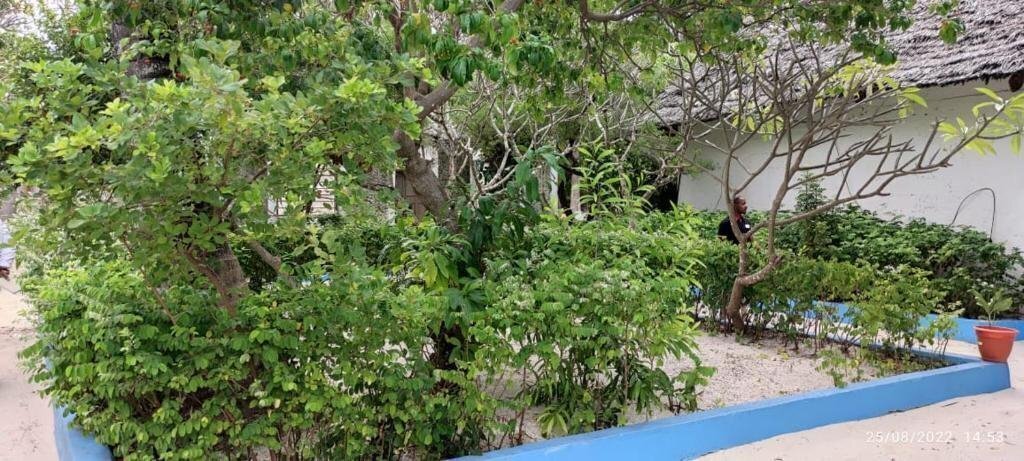 Oasis Beach Inn 3* суреті