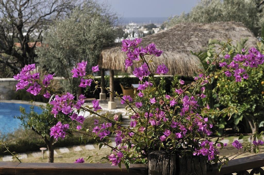 Изображение Sandima 37 Hotel Bodrum 3*