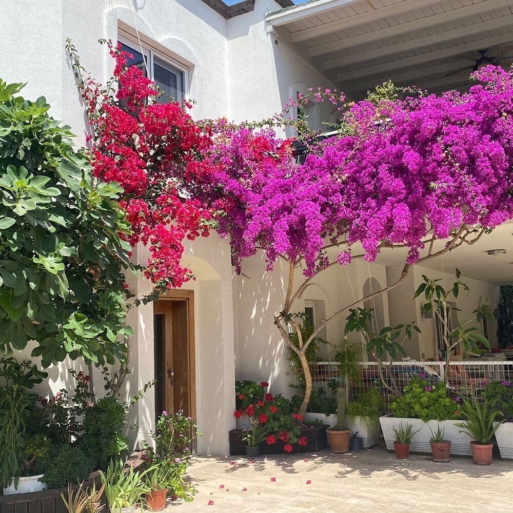 Karayel Apart Hotel 3* суреті