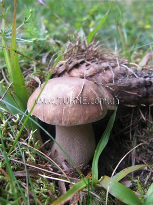 Усадьба Данчуков усадьба қонақ үйі